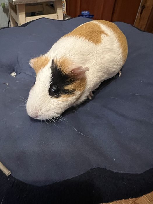 Морська свинка