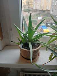 Sprzedam Aloes leczniczy