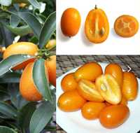 Kumquat saborosos