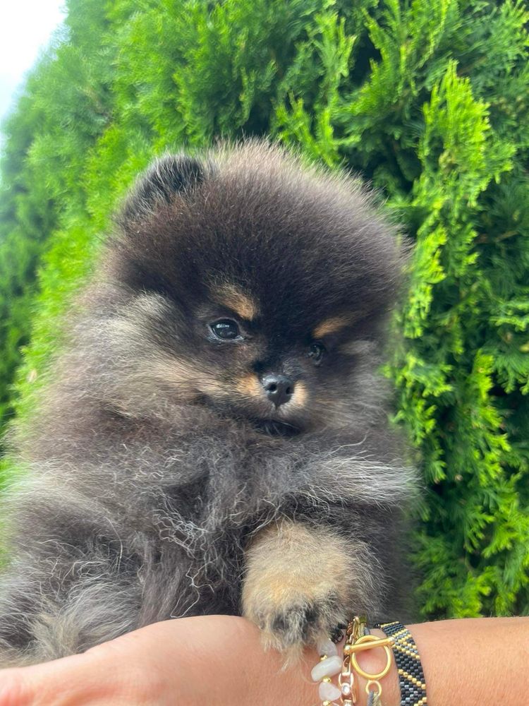 Szpic miniaturowy pomeranian suczka  maleńka