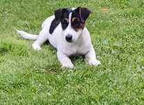 Jack russell terrier