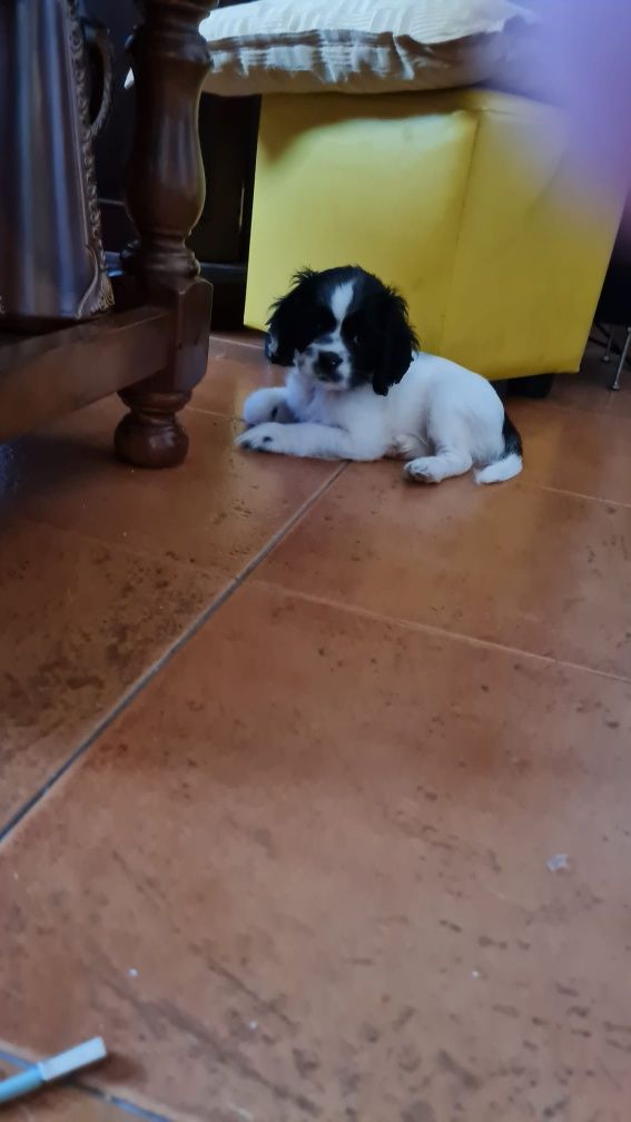 Super Cocker Spaniel