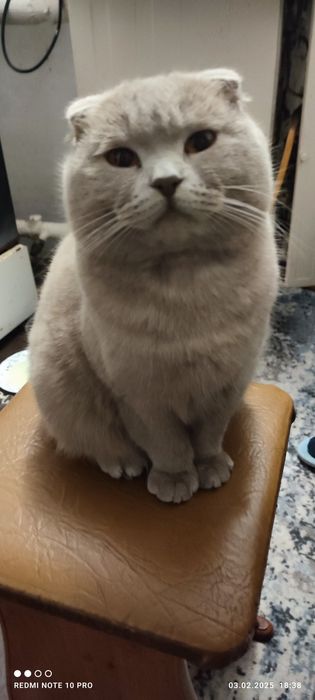 Шотландец приглашает на вязку