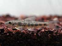 garra spilota SKLEP ŻYRAFA