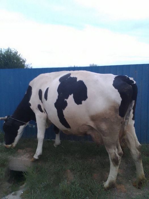 Продається корова