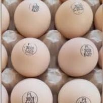 Инкубационные яйца КОББ 500  РООС 708  Маркерованны , миражированны