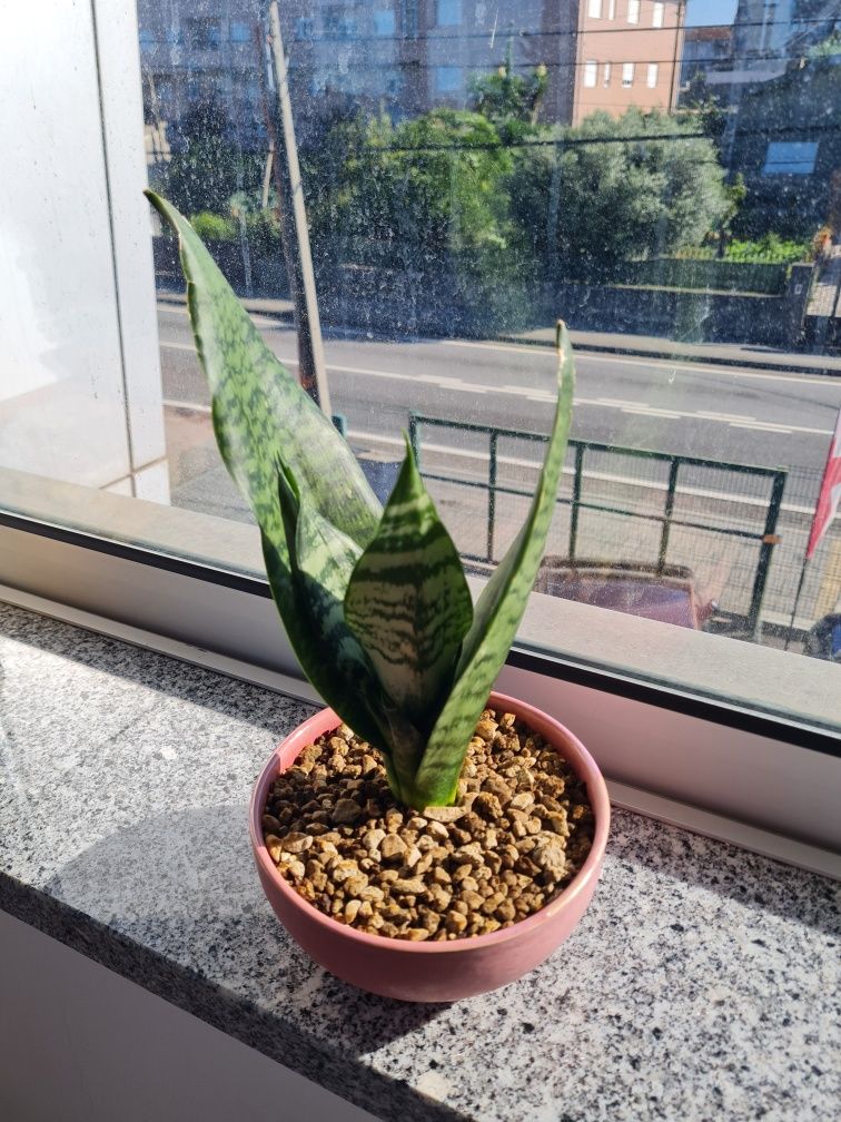 Vasos e plantas variadas