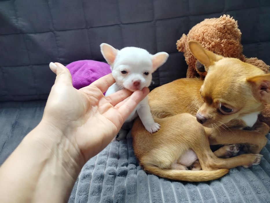 Sprzedam suczkę rasy chihuahua