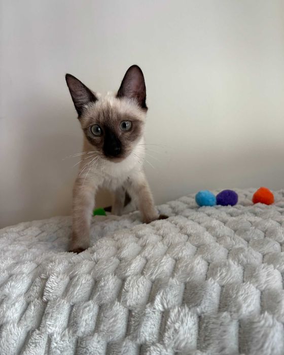 Setúbal / Margem Sul / Lisboa — CÔCO, gatinho para adoção