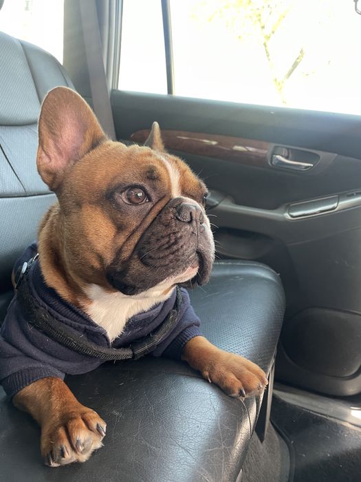 Вязка французкий бульдог