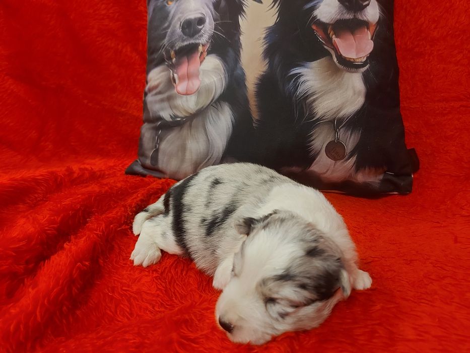 Border Collie wyjątkowo piękna suczka  merle z rodowodem