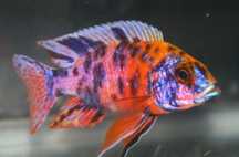 Aulonocara sp. Calico MASSON