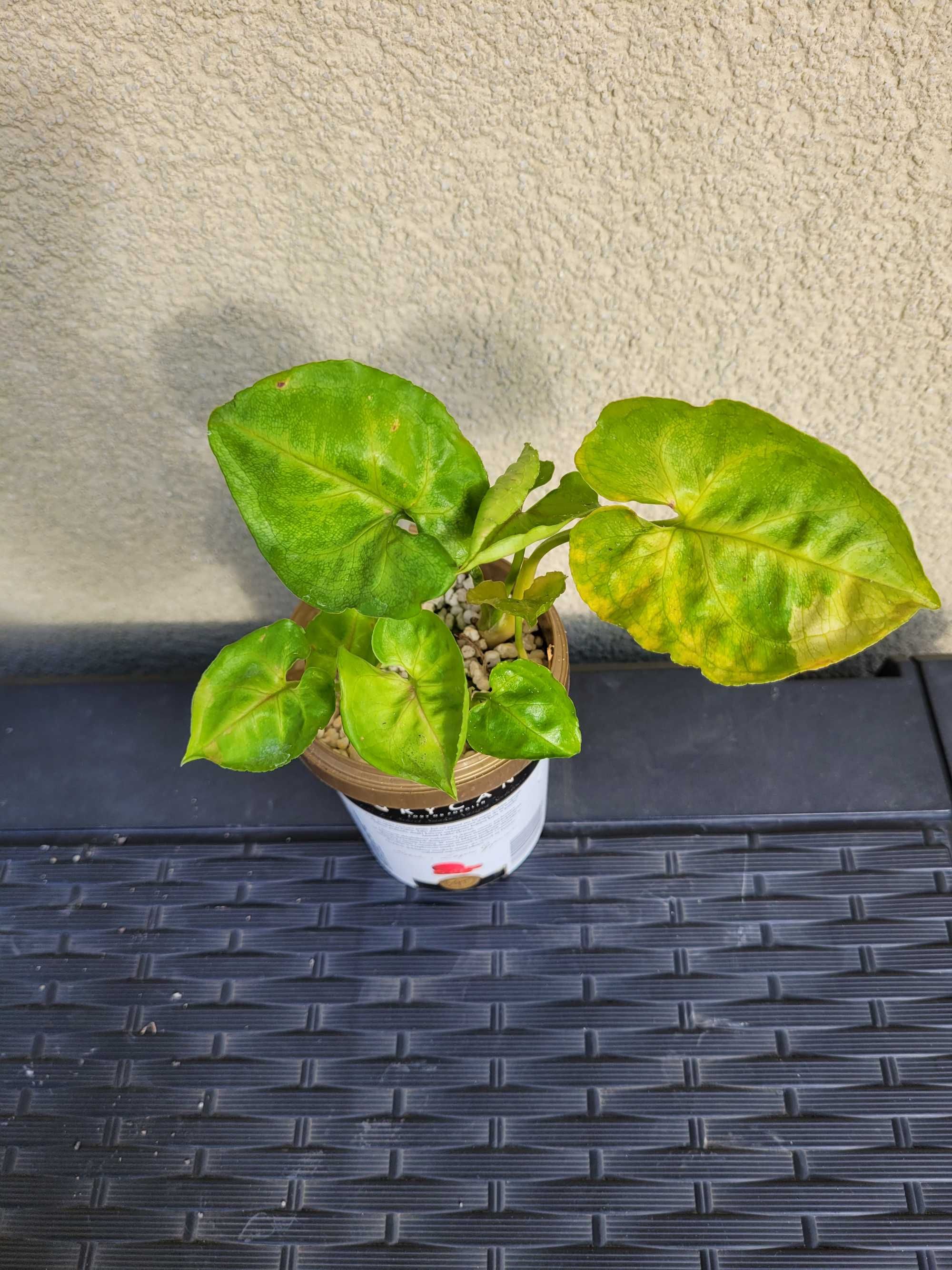 Syngonium T24 sadzonka