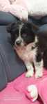 Border collie suczka