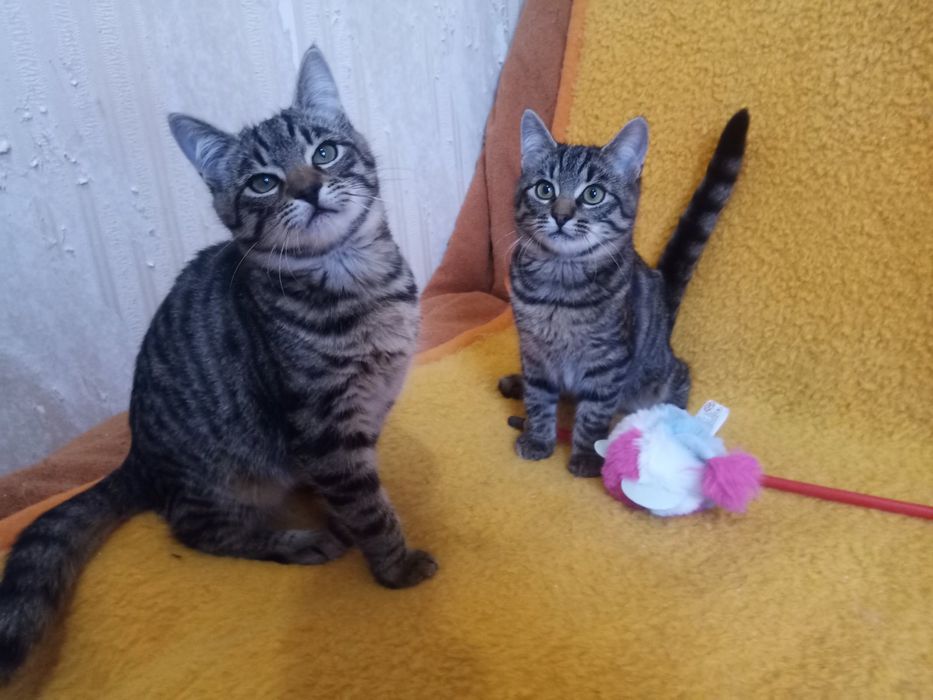 Полосатые котята мальчики табби ищут дом! Котенок в хорошие руки!