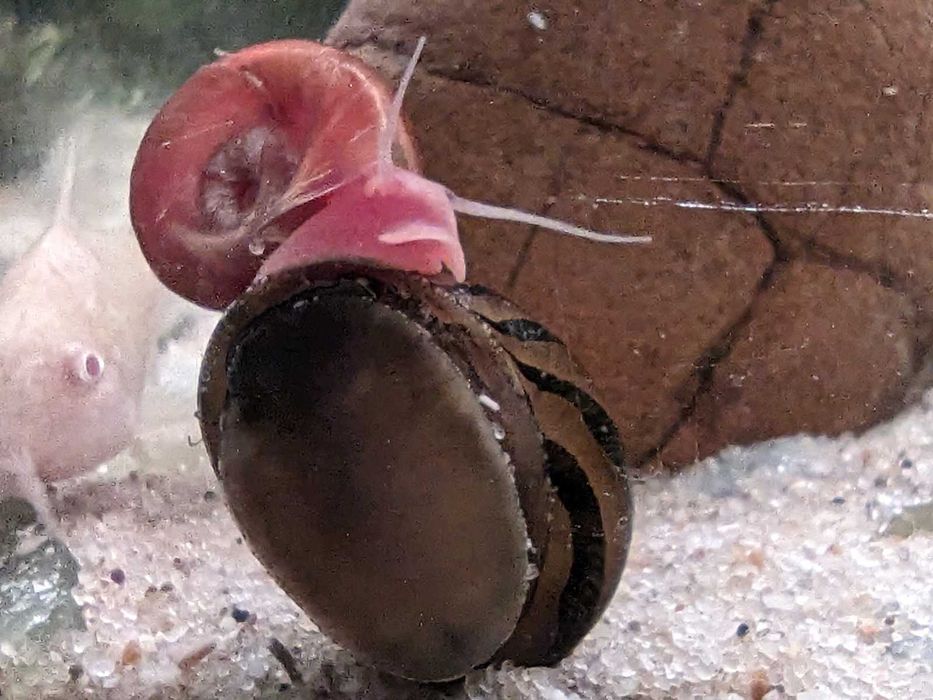 Ofereço caracóis planorbis e plantas flutuantes