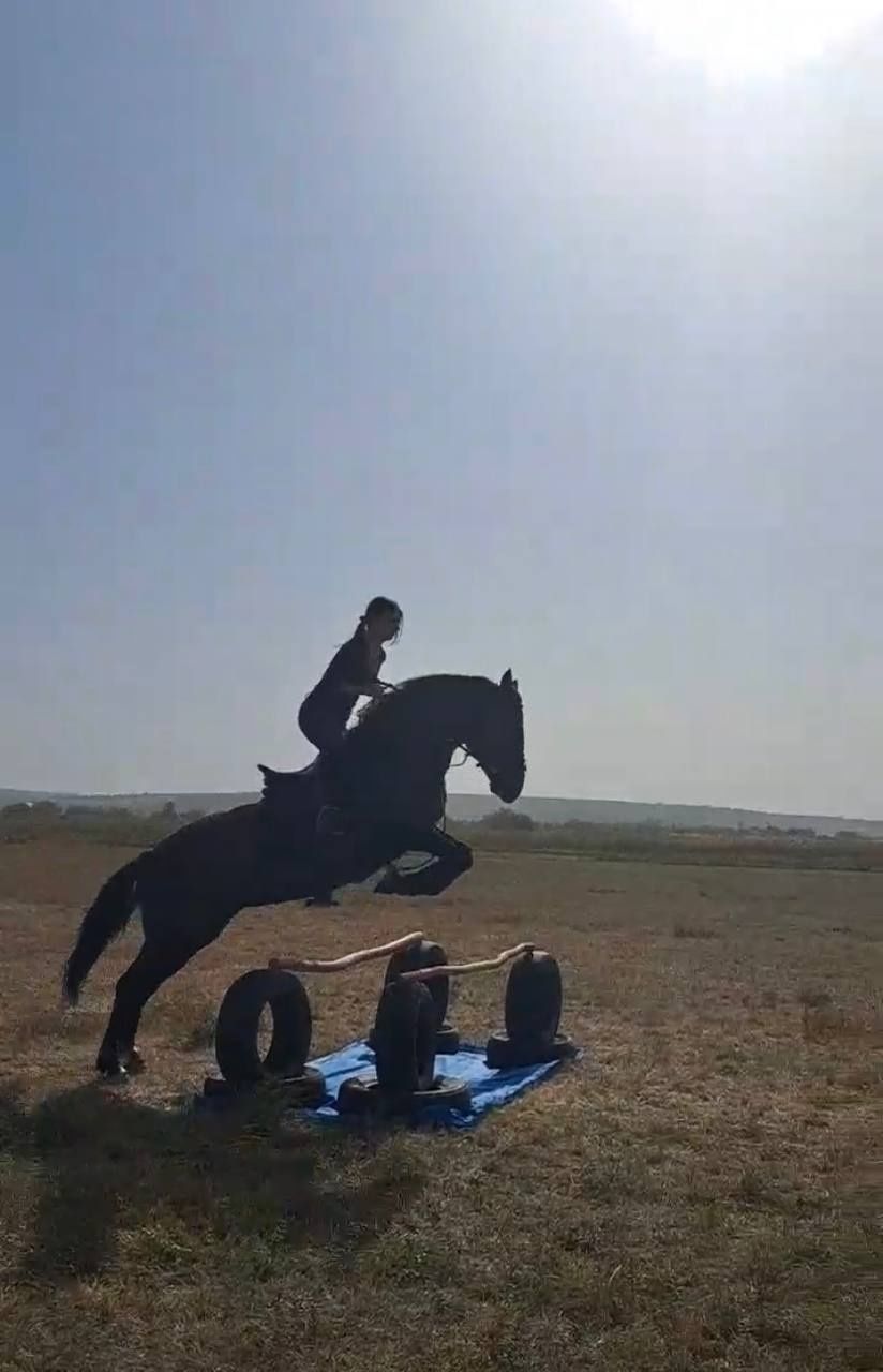 Лошадь, кобила, кінь
