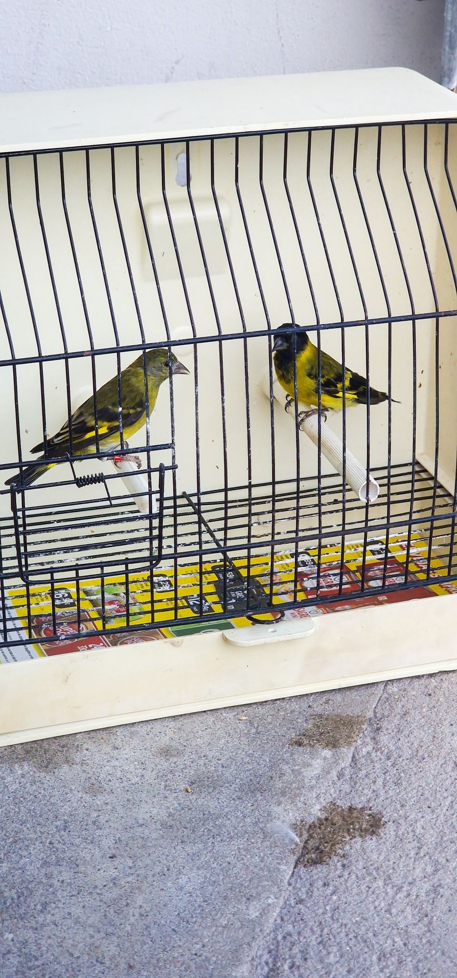 Vendo magellanicus