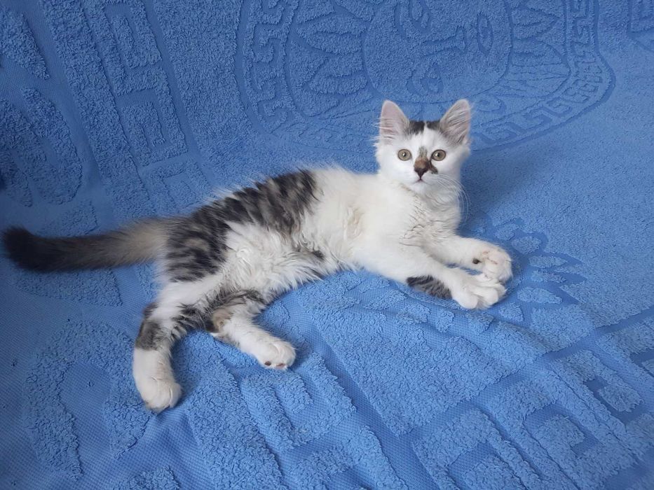 Котенок девочка бесплатно. Кошечка даром. Кошка. Котята.