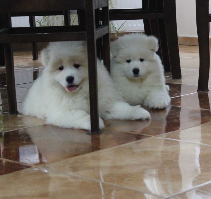Sunia samojed/samoyed