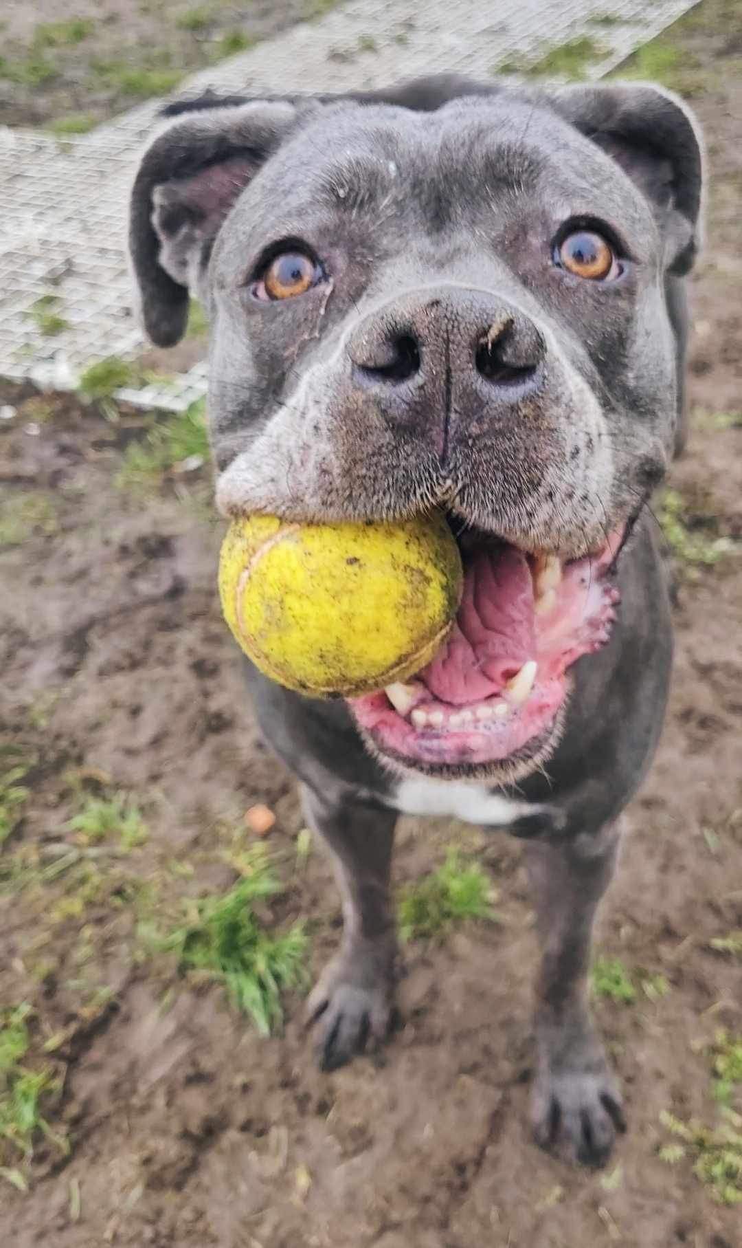 Mirka w typie Cane Corso do adopcji !