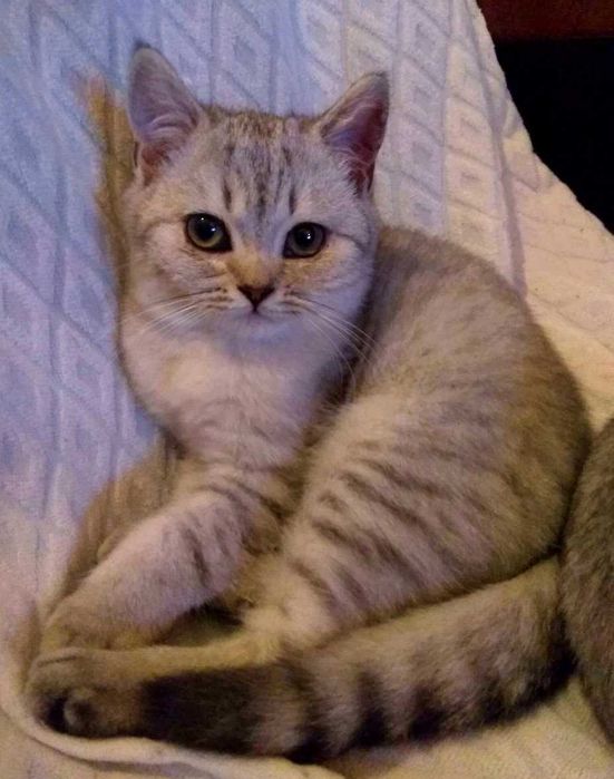 Шотландские котята Таби