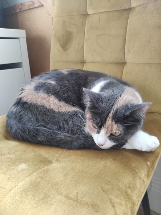 Отдам кошку в хорошие руки