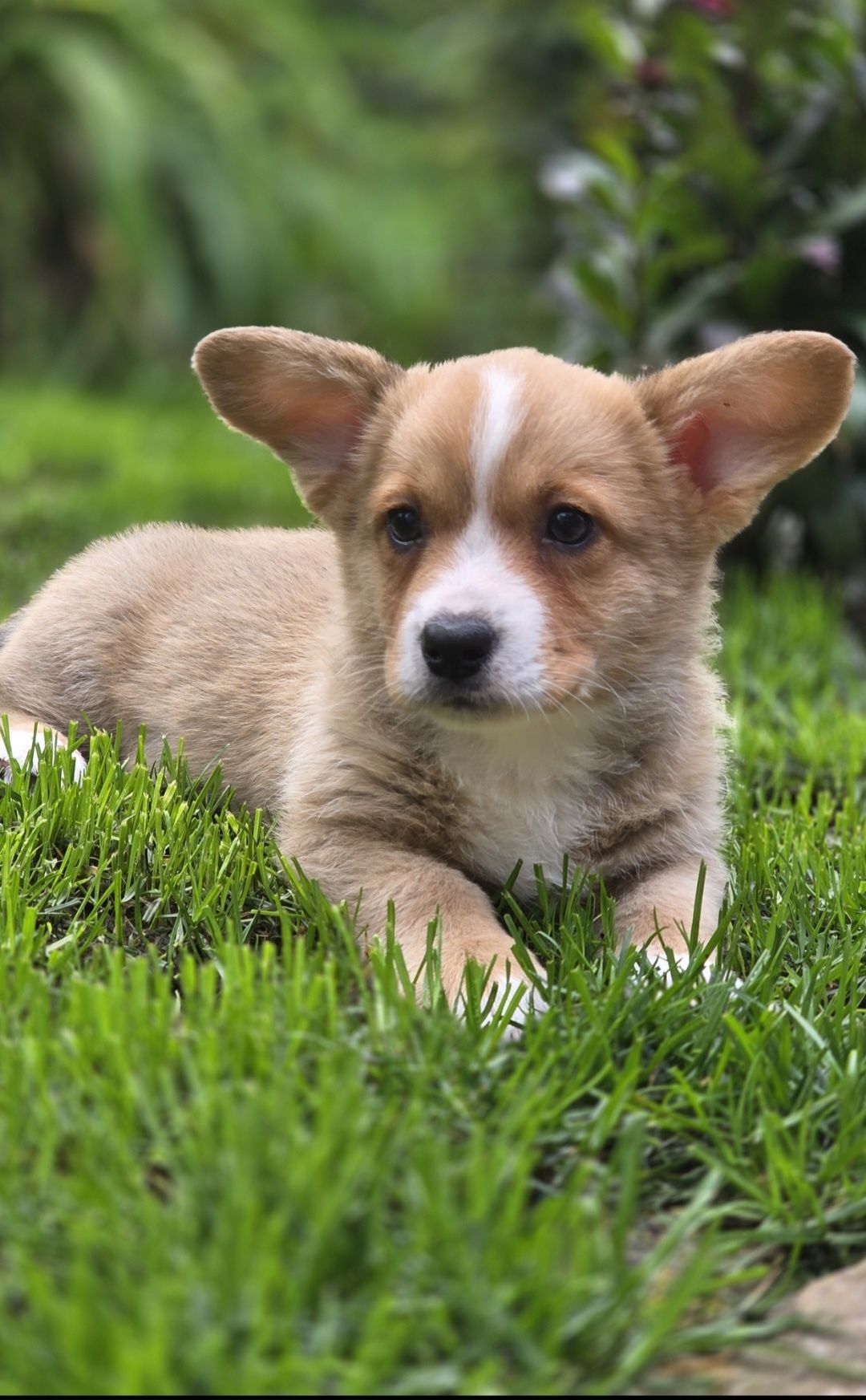 Welsh Corgi Cardigan **Sunia**Do Rezerwacji