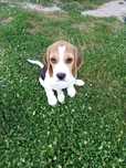 Beagle szczenięta