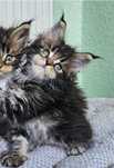 Kocurek maine coon  piękny