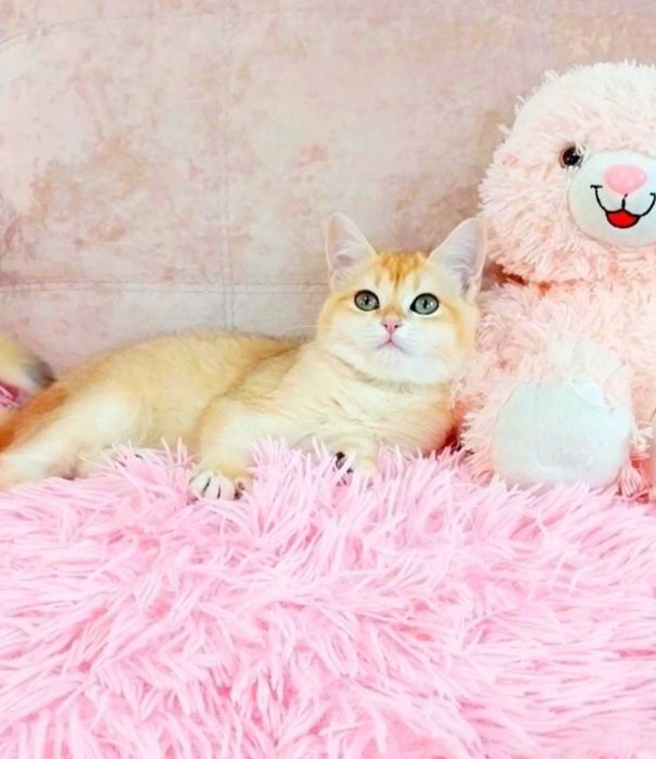 Надзвичайно ніжна і ручна дівчинка чекає на свою сім'ю