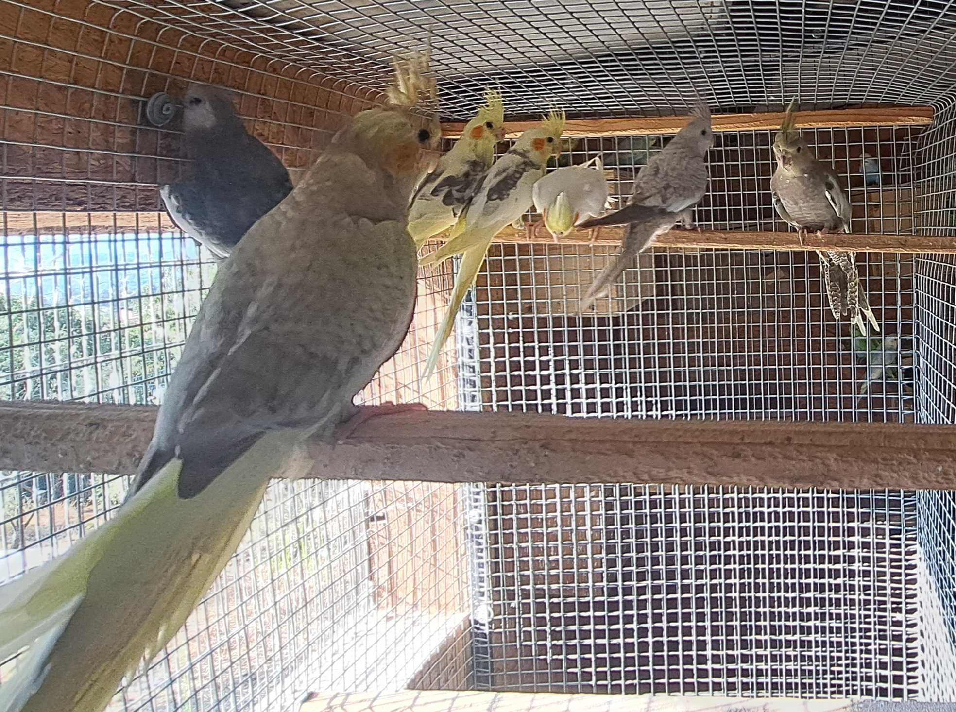Disponíveis caturras, periquitos e agapornis