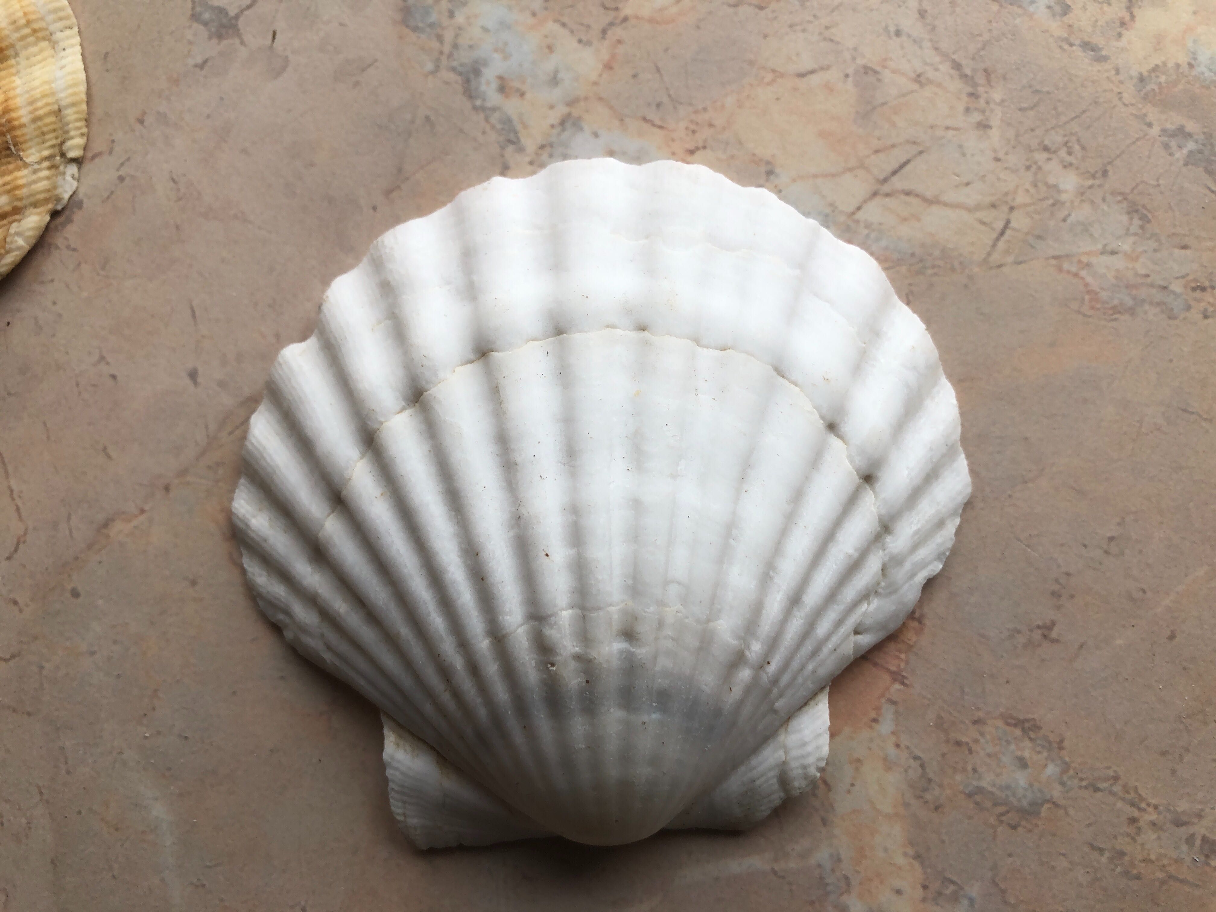 Muszle św. Jakuba Scallops Przegrzebki