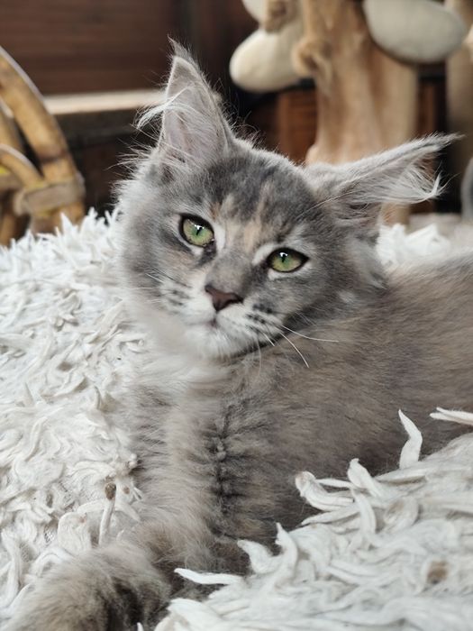 Śliczna szylkretowa koteczka  Maine Coon LATIKA Ashantu*PL