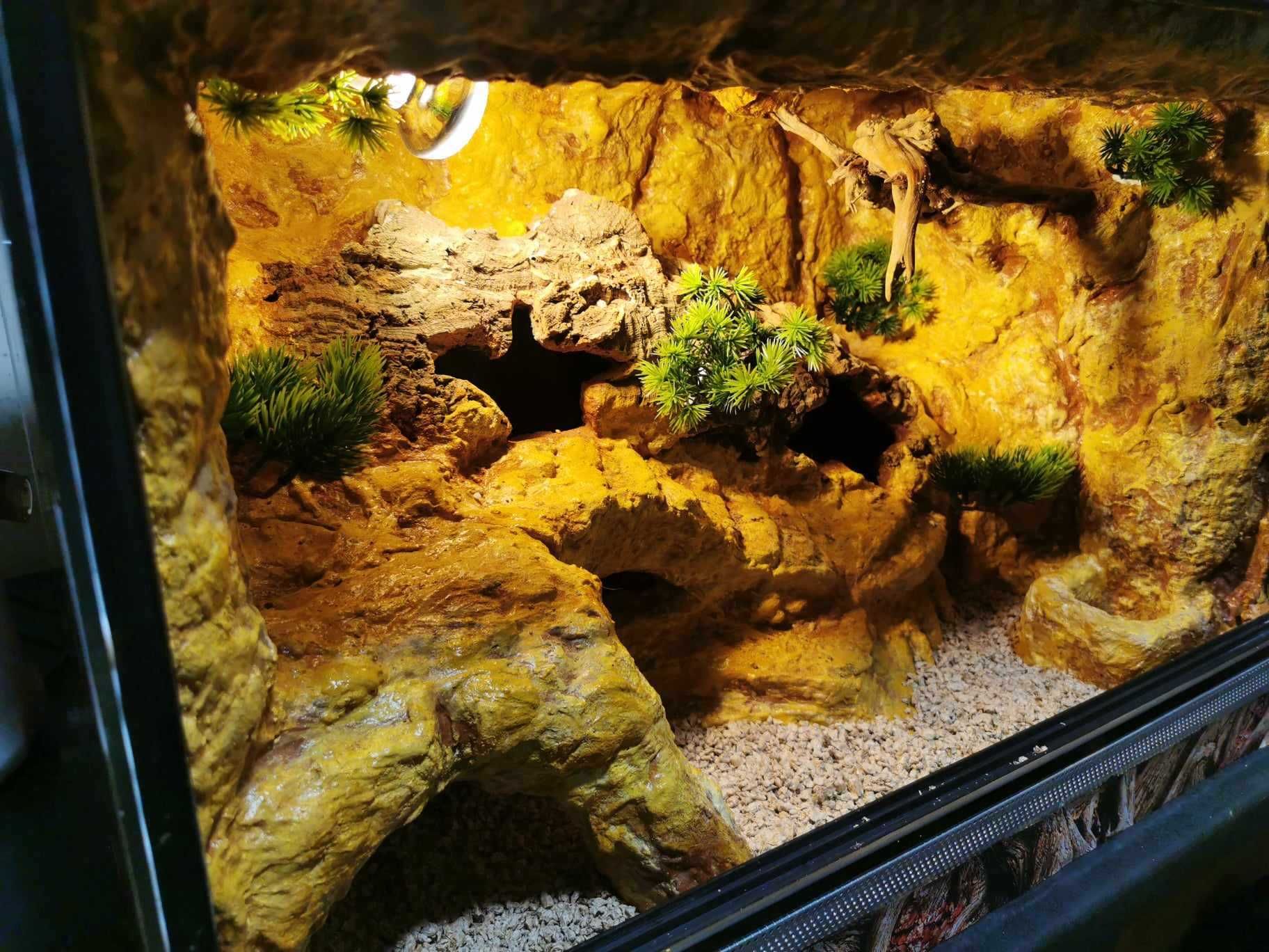 Terrarium dla gekona - gekon lamparci