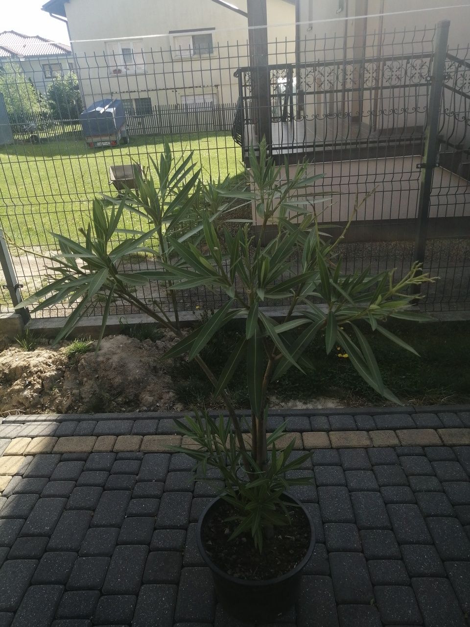 Oleander biały i czerwony