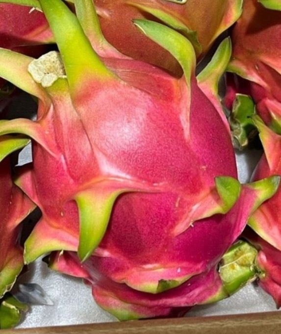 Pitaja kaktus - smoczy owoc