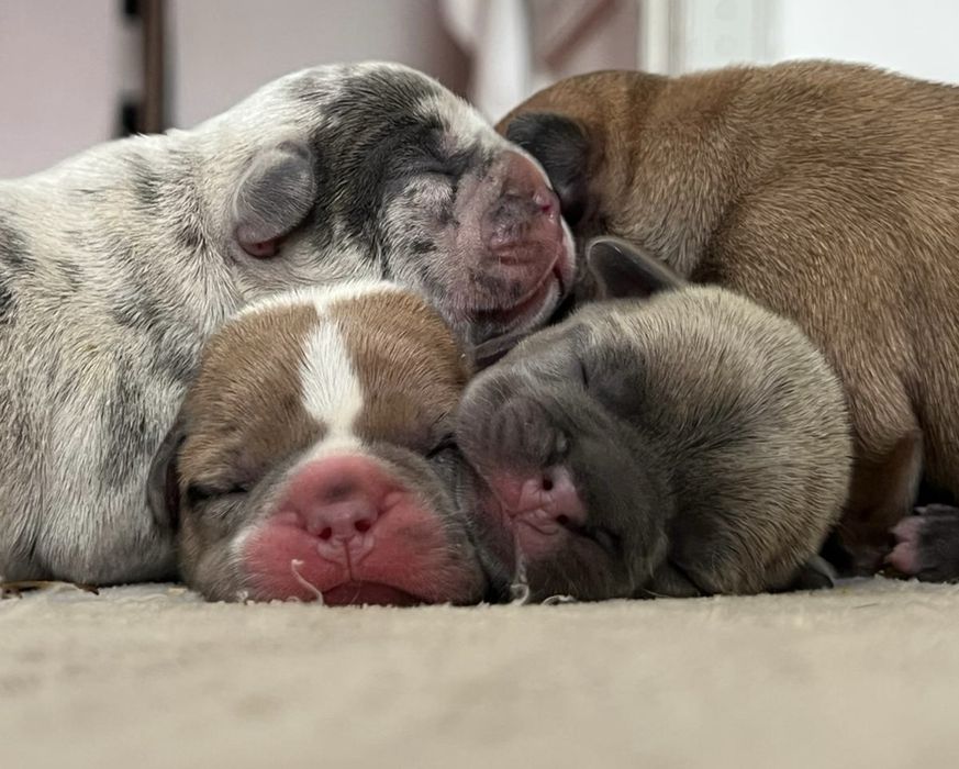 Buldogue frances exotico