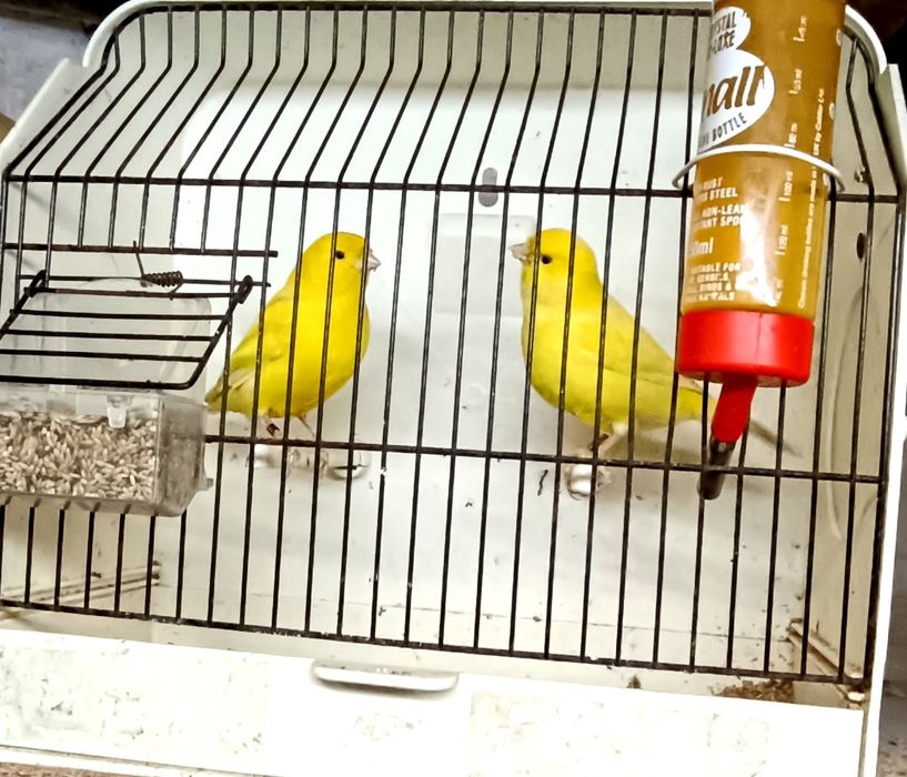 Canários de excelente qualidade para exposições a partir de 20€