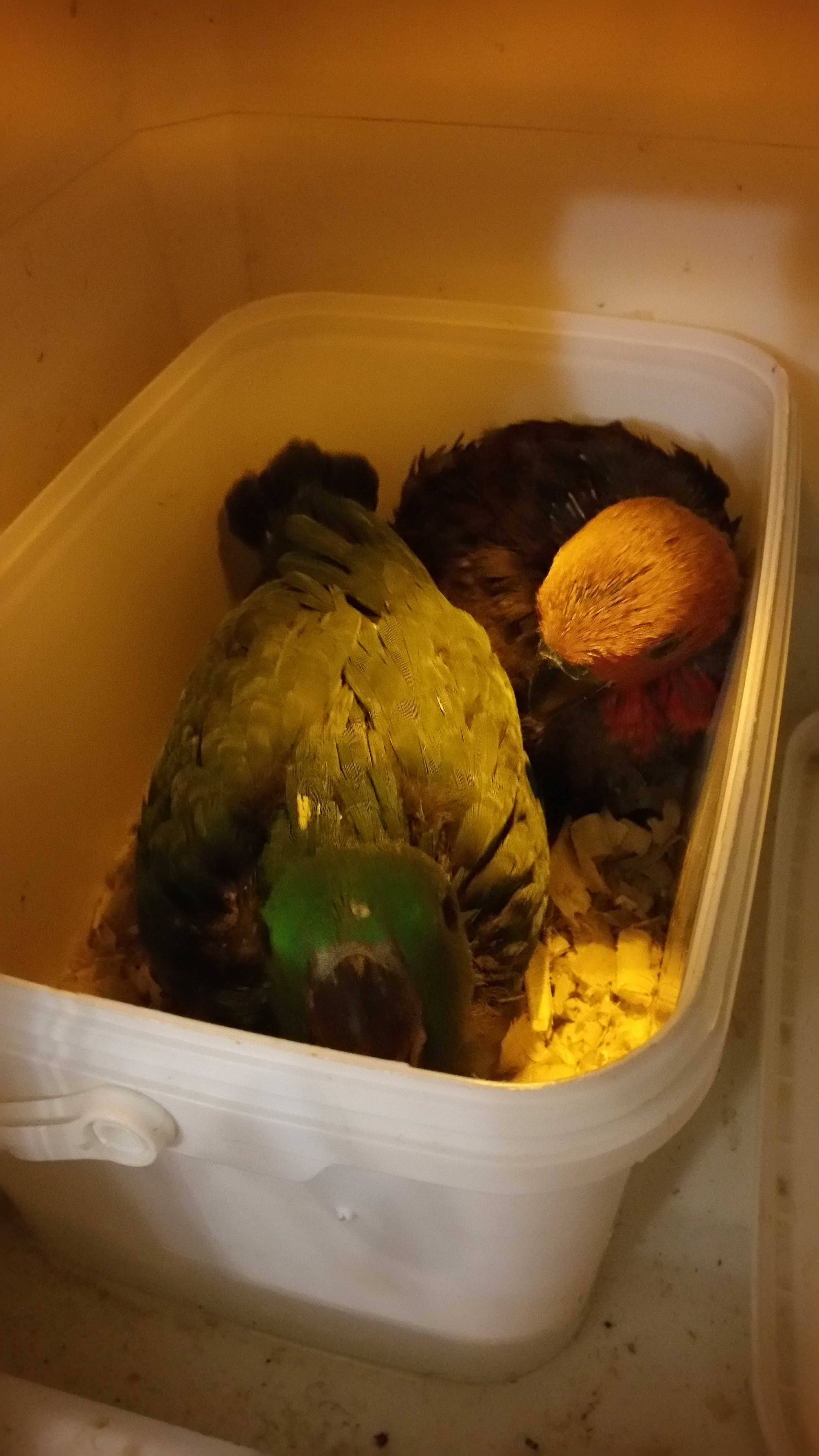 Papagaios Ecletus Roratus casal
