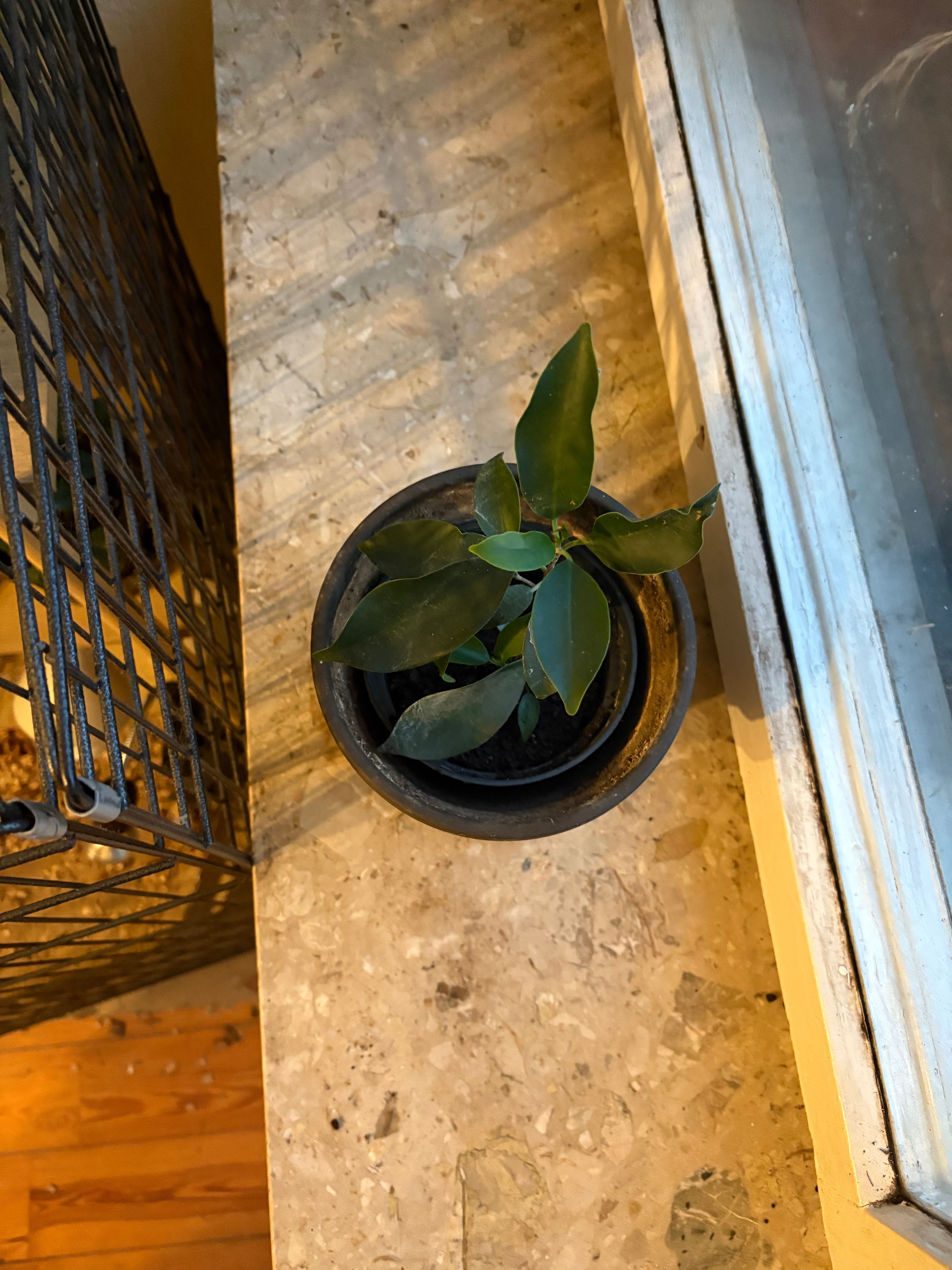 Ficus Benjamina 3 drzewka