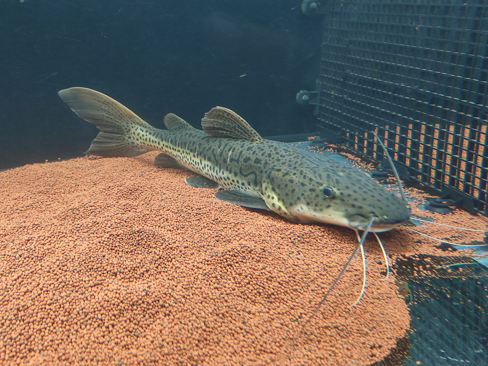 TSNxRTC Híbrido 45cm