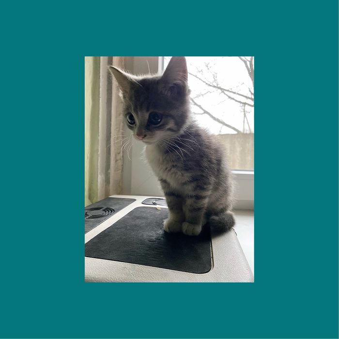 Кошеня шукає родину (дівчинка та хлопчик)