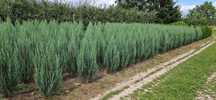 Jałowiec - Juniperus BLUE ARROW 180-200 cm SUPER JAKOŚĆ,PRODUCENT