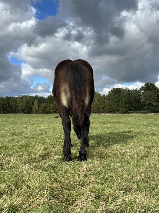 Klacz zimnokrwista Kalina