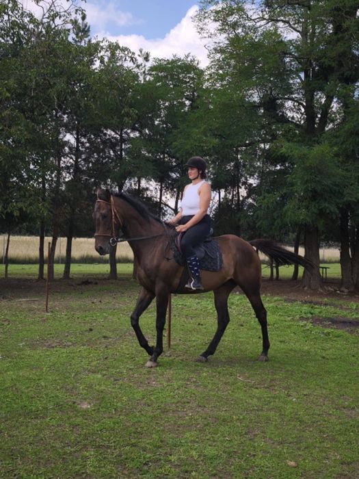 NEVADOS Pełnej Krwi Angielskiej