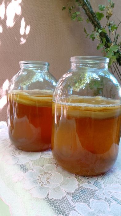 Чайный гриб. Комбуча.