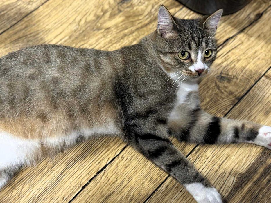 Serdeczny Maniuś szuka domku