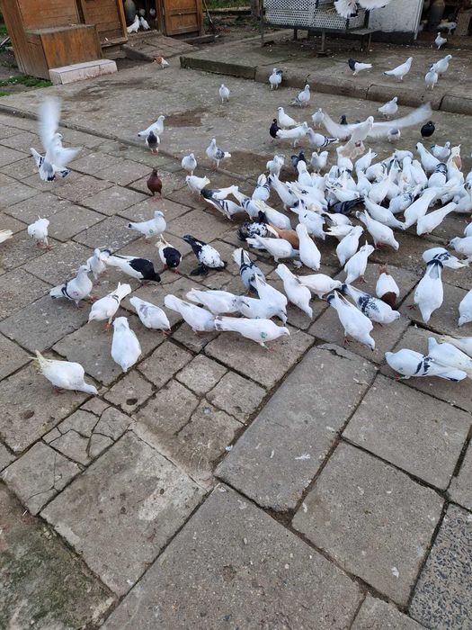 Sprzedam lot gołębi.