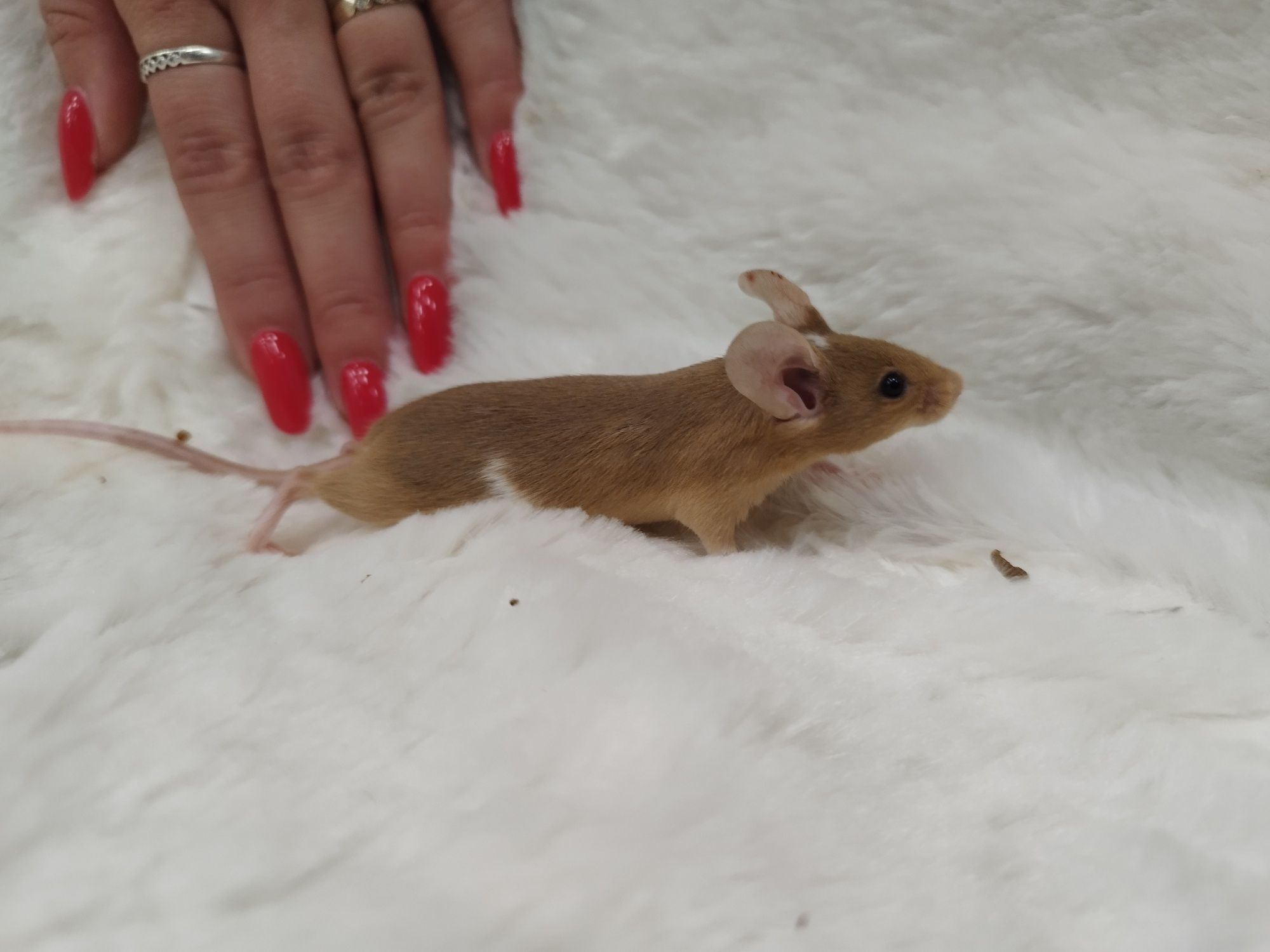 Mysz Dumbo Satine Gold (samica) MASSON